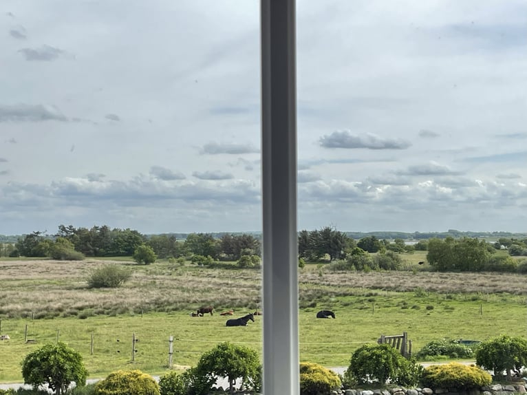 Denemarken - Luxe landleven met je eigen paarden