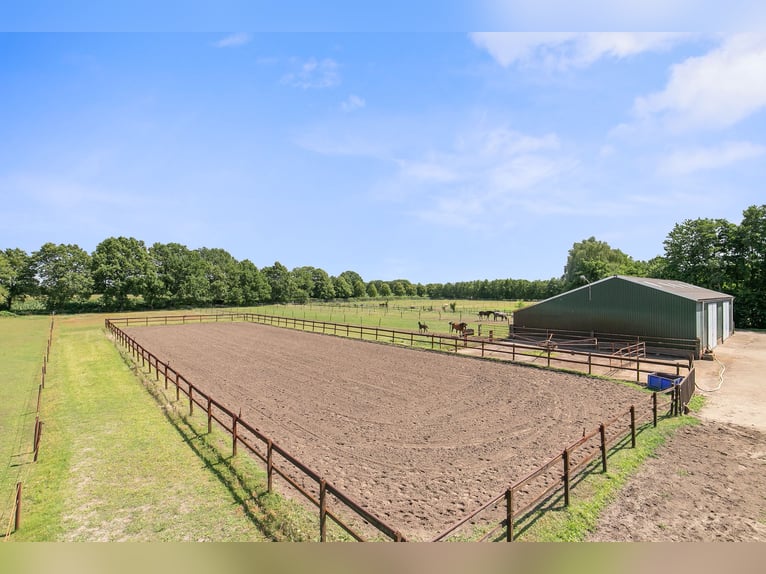 Detached house with riding hall behind, a half-hour drive from Equestrian Centre de Peelbergen!