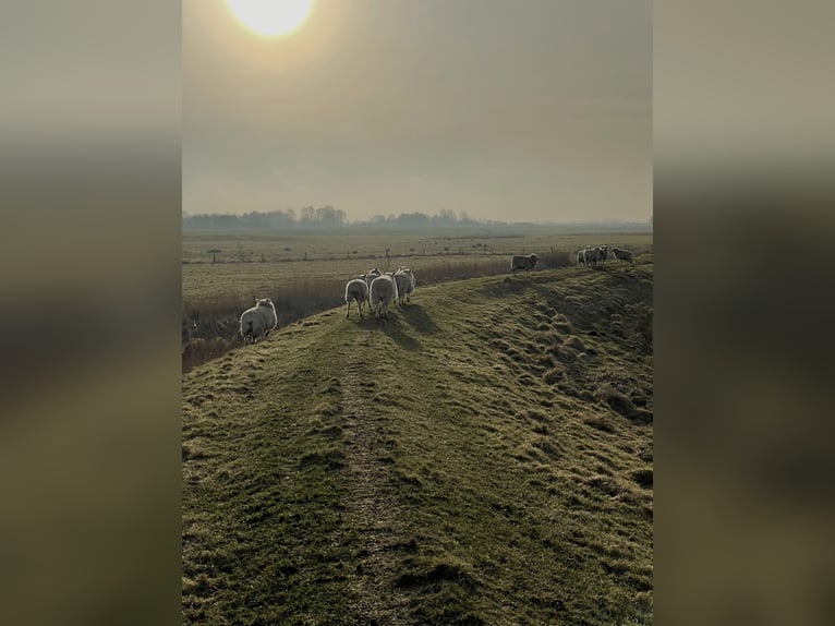 Droomachtig rieten dak landhuis op 1,8 hectare nabij Sylt