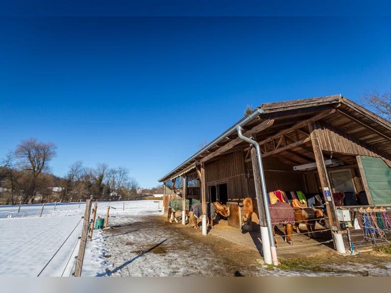 Droomhuis met uitgebreide paardenfaciliteiten in Zeilarn (oostelijk van München), zonder commissie