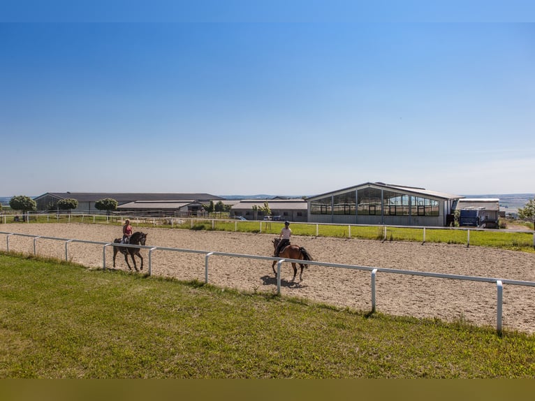 Droomperceel van 2.075 m² voor paarden en mensen met bouwrecht voor een paardenstal in Lonnig/Rheinl