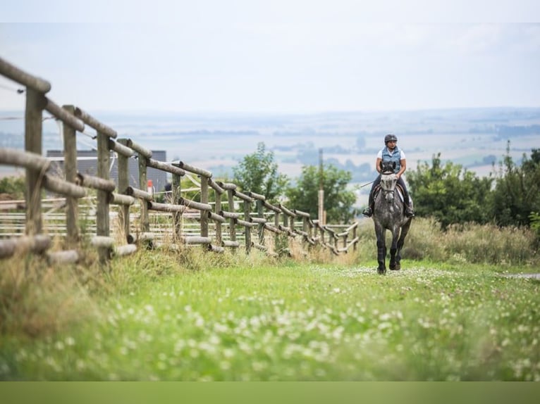 Droomperceel van 2.075 m² voor paarden en mensen met bouwrecht voor een paardenstal in Lonnig/Rheinl