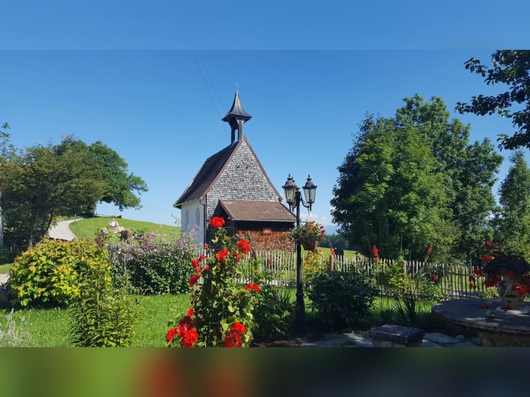 Droomwoning voor paardenliefhebbers in het Allgäu met een adembenemend uitzicht op de Alpen, VERKOOP