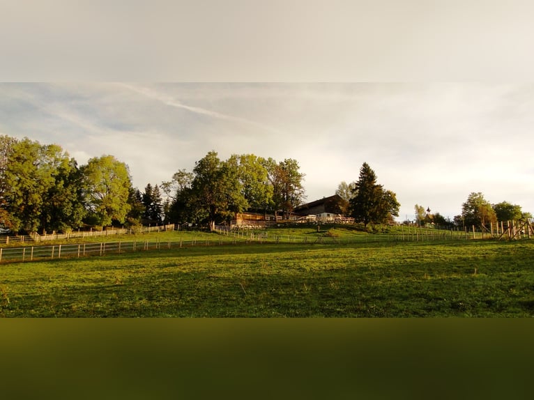 Droomwoning voor paardenliefhebbers in het Allgäu met een adembenemend uitzicht op de Alpen, VERKOOP