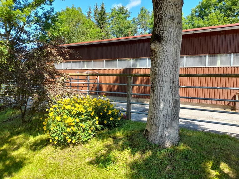 Droomwoning voor paardenliefhebbers in het Allgäu met een adembenemend uitzicht op de Alpen, VERKOOP