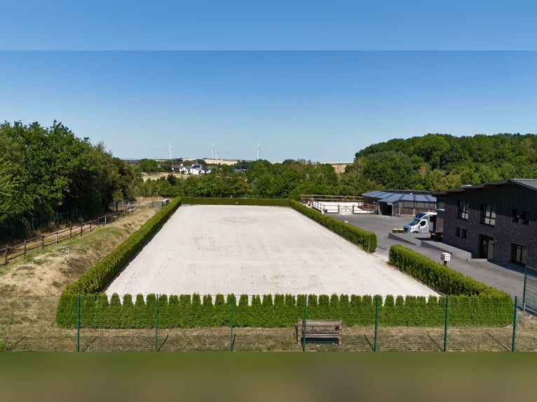 Exclusief manegecomplex bij Nationaal Park Eifel – hoogwaardige uitrusting en korte afstanden