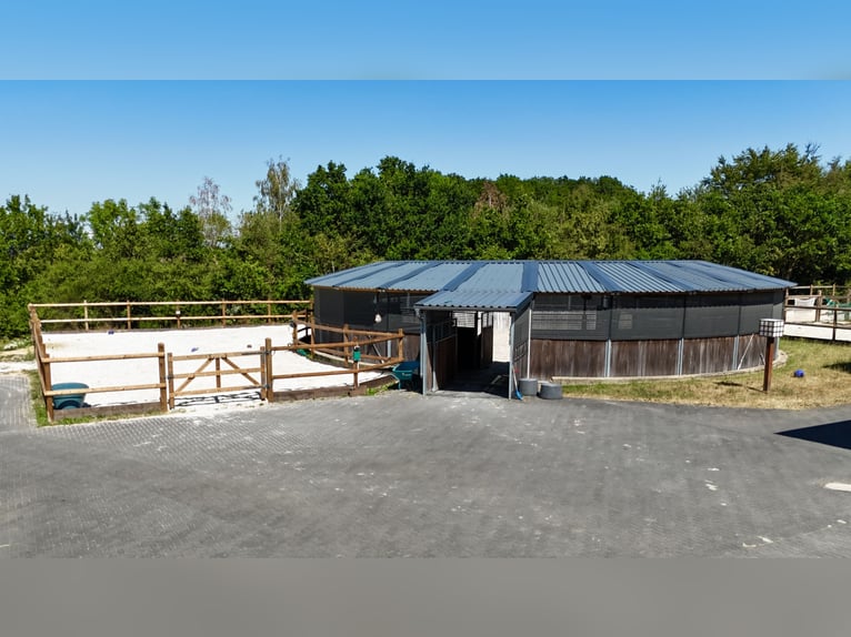 Exclusief manegecomplex bij Nationaal Park Eifel – hoogwaardige uitrusting en korte afstanden