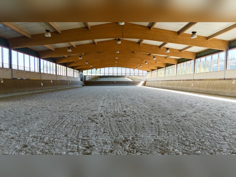 Exclusief manegecomplex bij Nationaal Park Eifel – hoogwaardige uitrusting en korte afstanden