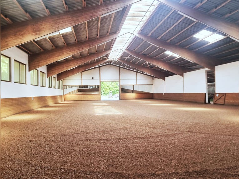 Exclusief manegecomplex met ruime woning en diverse gebruiksmogelijkheden in Bielefeld