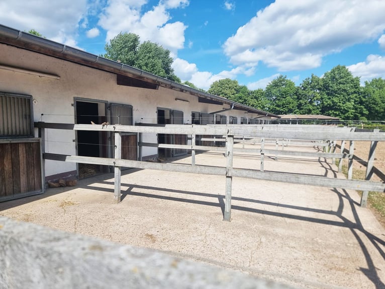 Exclusief manegecomplex met ruime woning en diverse gebruiksmogelijkheden in Bielefeld