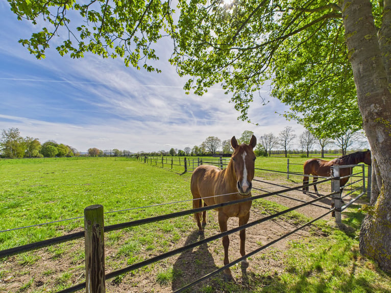 Exclusief paardenpension met stijlvol woonhuis, ruime weiden en een bijzondere rijbaan