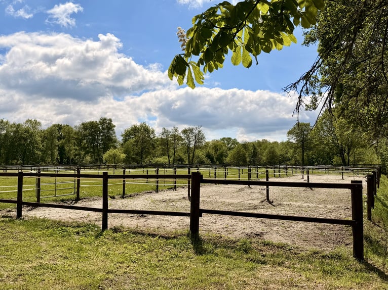 Exclusieve manege te huur: perfecte verbinding & idyllische ligging in het groen - Bremen-Borgfeld