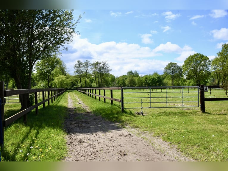 Exclusieve manege te huur: perfecte verbinding & idyllische ligging in het groen - Bremen-Borgfeld