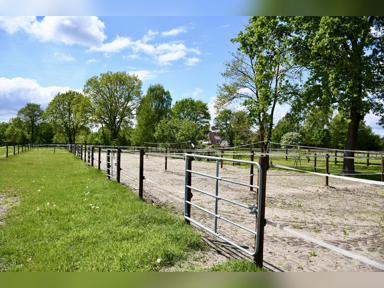 Exclusieve manege te huur: perfecte verbinding & idyllische ligging in het groen - Bremen-Borgfeld