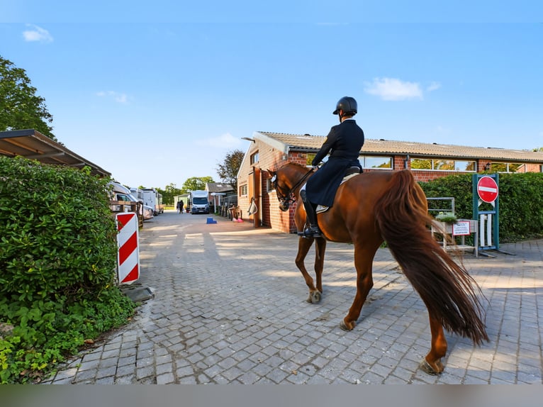 Exclusieve paardenstal met topuitrusting. Vergunning voor een aanzienlijke uitbreiding aanwezig.