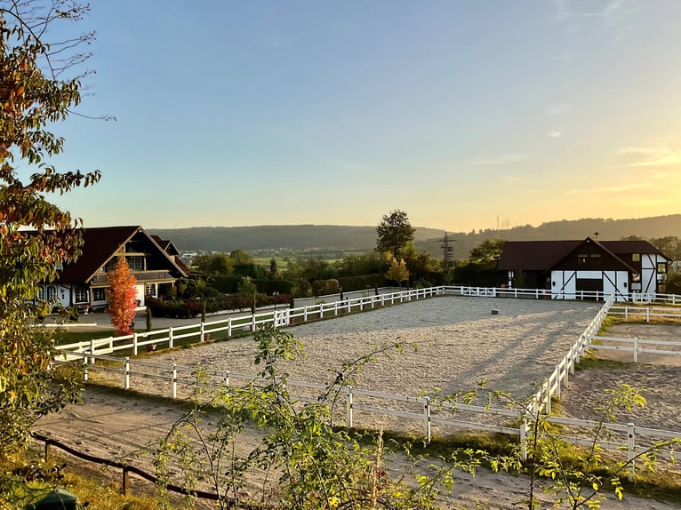 EXKLUSIVE REITANLAGE IM NECKAR-ODENWALD-KREIS - Objekt Nr. 385-25