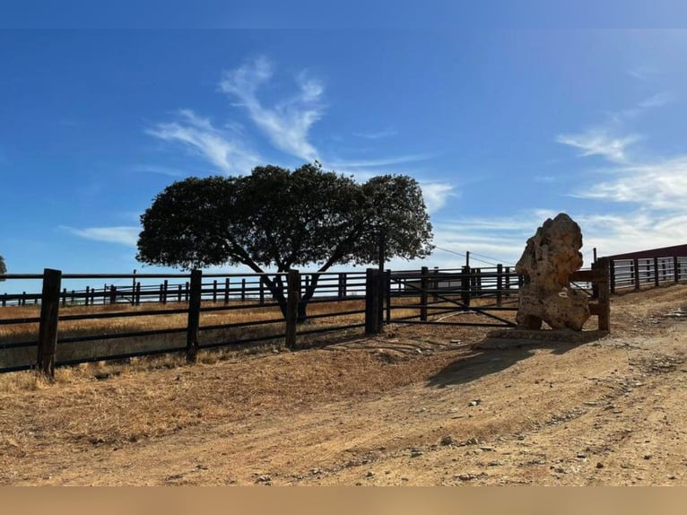 Finca De Ensueño De Más De 90 Ha Cerca De Sevilla