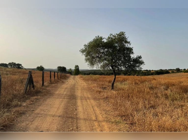 Finca De Ensueño De Más De 90 Ha Cerca De Sevilla