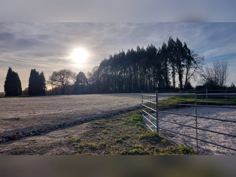 Finca met huis en privé hippisch centrum