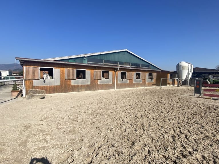 Gepflegte Reitanlage direkt an der Grenze zur Schweiz!