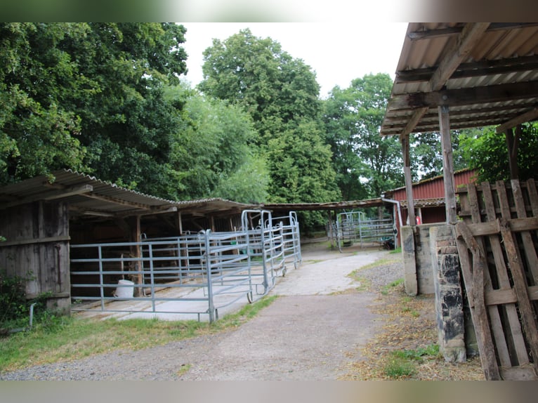 Gevestigde ranch- en manegevoorziening – ongeveer 8 hectare afgeronde oppervlakte – veelzijdig inzet
