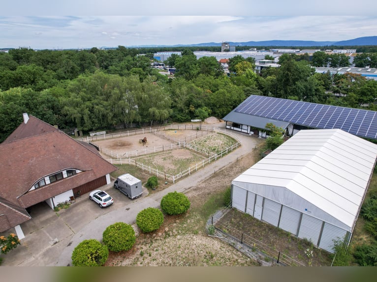 Groot paardenpension met een uitzonderlijk woonhuis, vijf wooneenheden, rijhal en veelzijdig in gebr