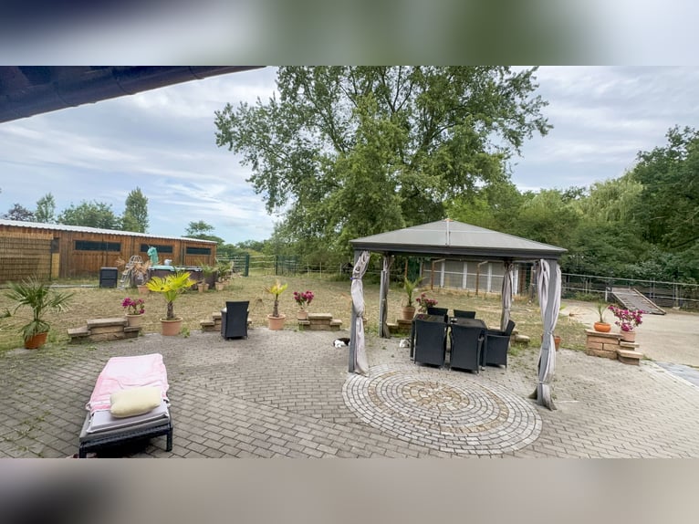 Groot paardenpension met een uitzonderlijk woonhuis, vijf wooneenheden, rijhal en veelzijdig in gebr
