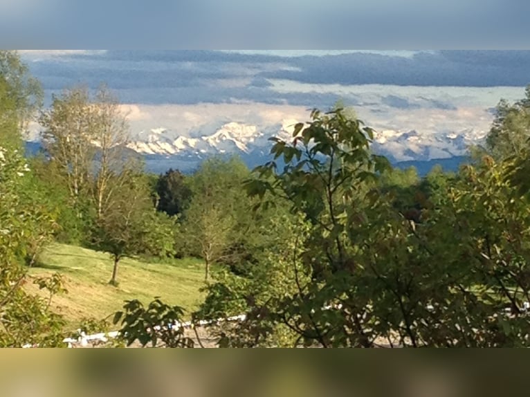 Große Reitanlage an der Schweizer Grenze V13255