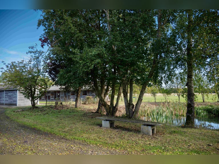 Grote paardenaccommodatie bij Kiel met een uitstekende ligging, meerdere woningen en diverse gebruik