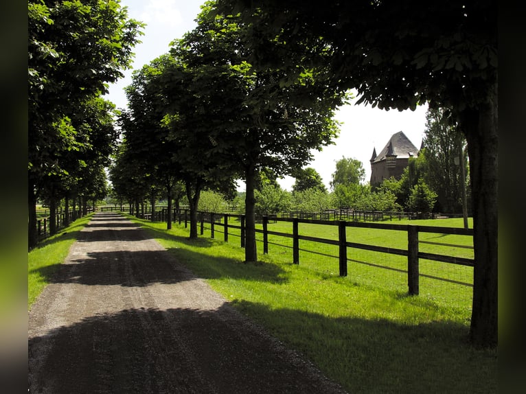 Historisch landgoed met park en eigen meer, perfect voor natuurliefhebbers en dierenliefhebbers!