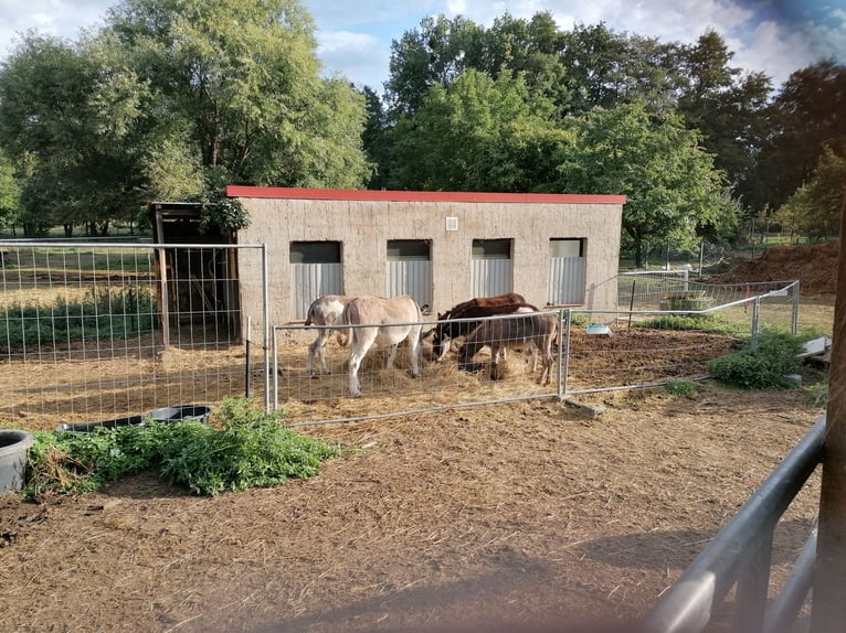 Historisch vierkantboerderij met herenhuis en potentieel voor paardenhouderij