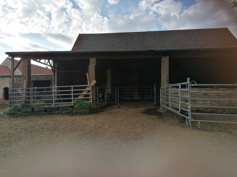 Historisch vierkantboerderij met herenhuis en potentieel voor paardenhouderij