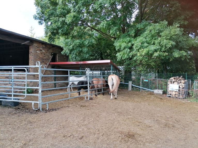 Historisch vierkantboerderij met herenhuis en potentieel voor paardenhouderij