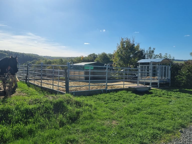 Hoogrender rijterrein voor diervriendelijke paardenhouderij op privéterrein - extra land optioneel