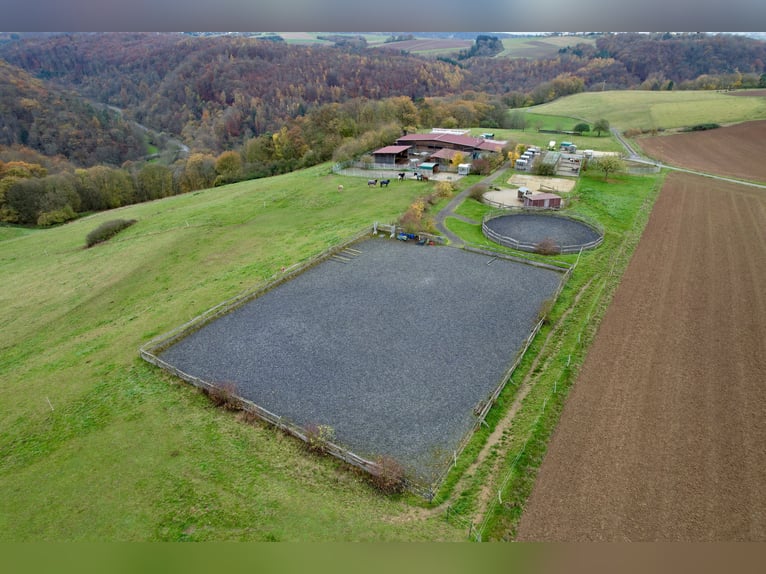 Hoogrender rijterrein voor diervriendelijke paardenhouderij op privéterrein - extra land optioneel