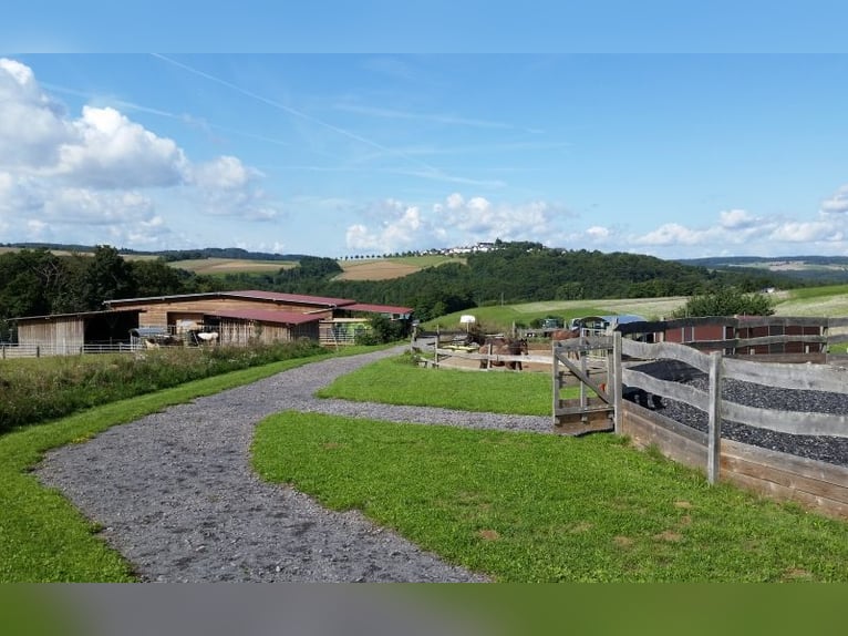 Hoogrenderende paardenpension met veel land voor diervriendelijke paardenhouderij op een privélocati