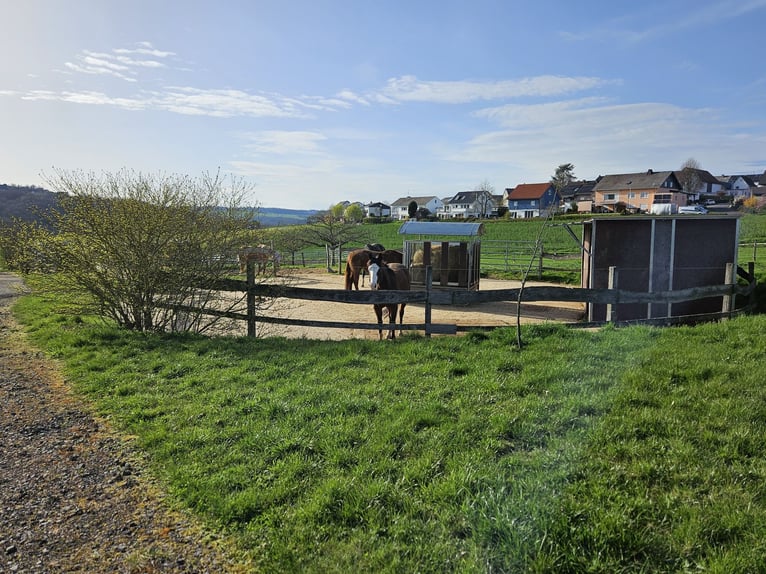 Hoogrenderende paardenpension met veel land voor diervriendelijke paardenhouderij op een privélocati