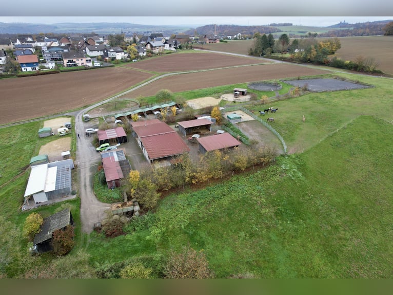 Hoogrenderende paardenpension met veel land voor diervriendelijke paardenhouderij op een privélocati