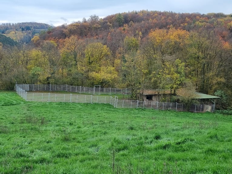 Hoogrenderende paardenpension met veel land voor diervriendelijke paardenhouderij op een privélocati