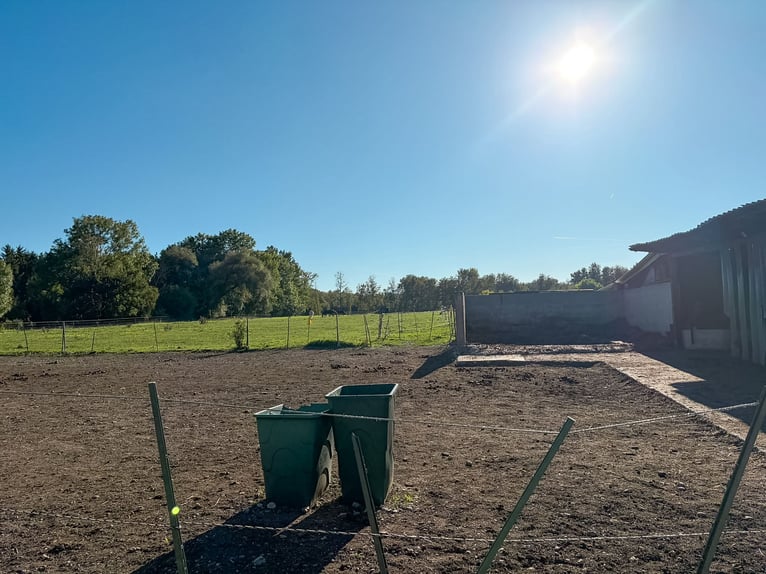 Houden van paarden op ongeveer 1,7 hectare eigen land net buiten München