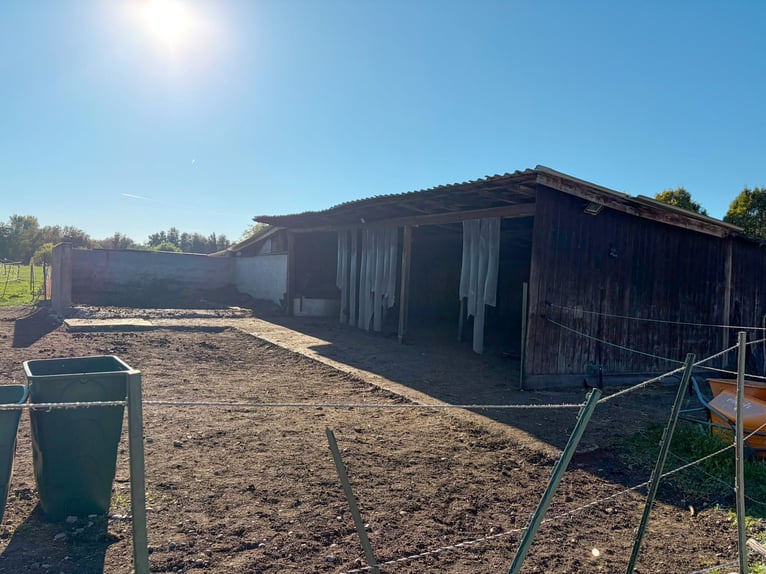 Houden van paarden op ongeveer 1,7 hectare eigen land net buiten München