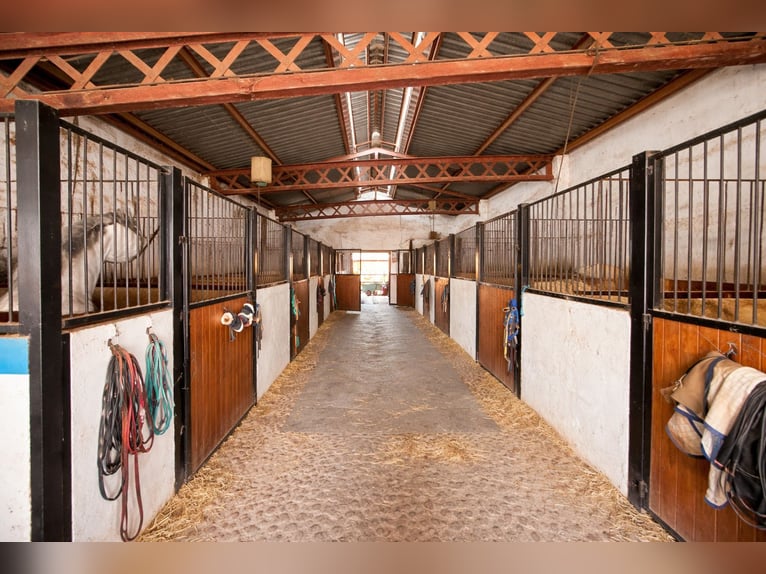 Huis met Paardensportfaciliteiten