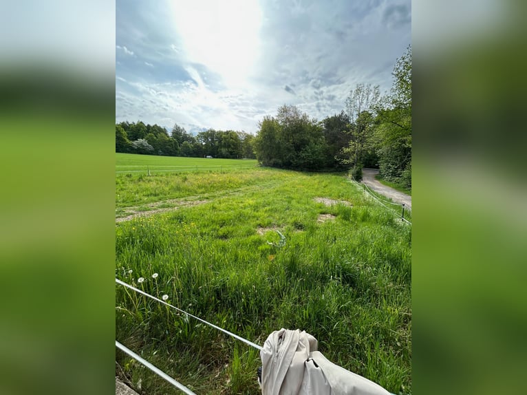 Huis met paardenstal, roundpen en rijbaan in rustige buitenwijk