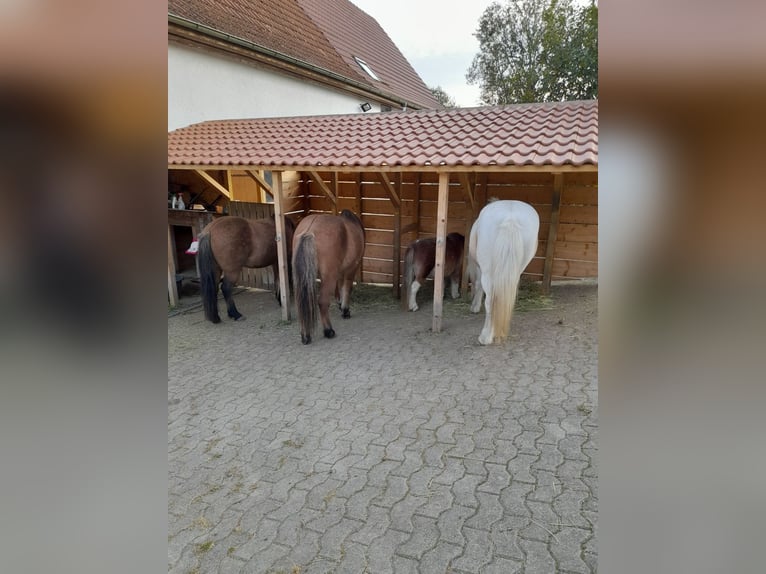 Kleine paardenboerderij te koop in de buurt van het Bodenmeer.