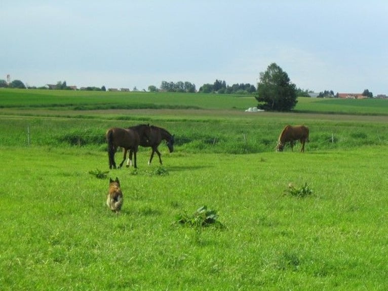 Kleine paddock in Altstetten/Erdweg heeft een plek vrij.
