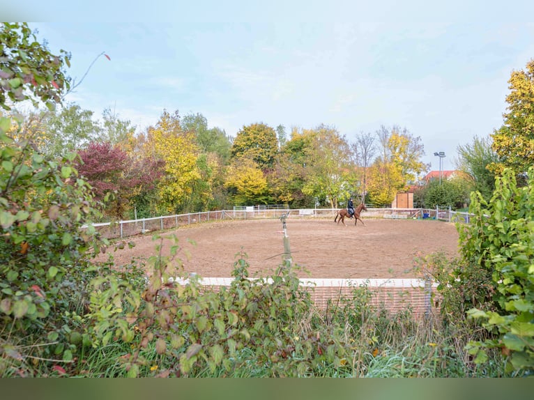 kleine Reitanlage in der Fränkischen Toskana