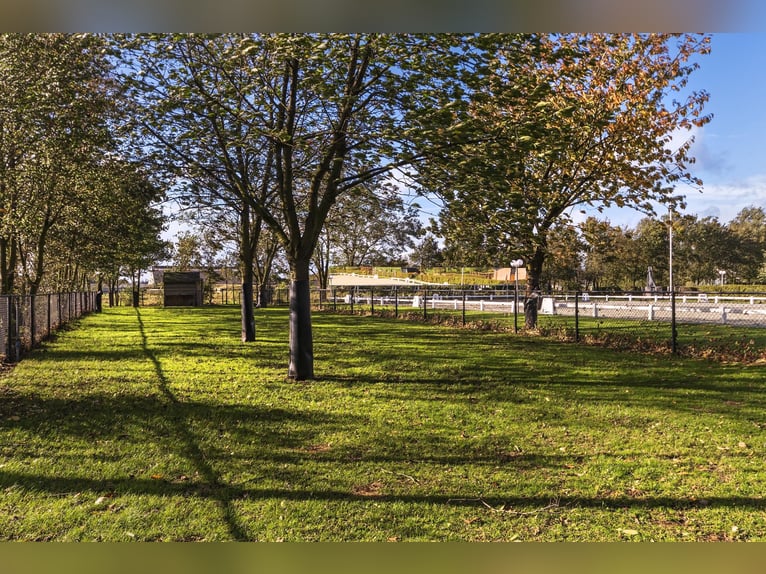Luxury detached home with office outbuilding, wellness pool, gym & stables for 4 horses