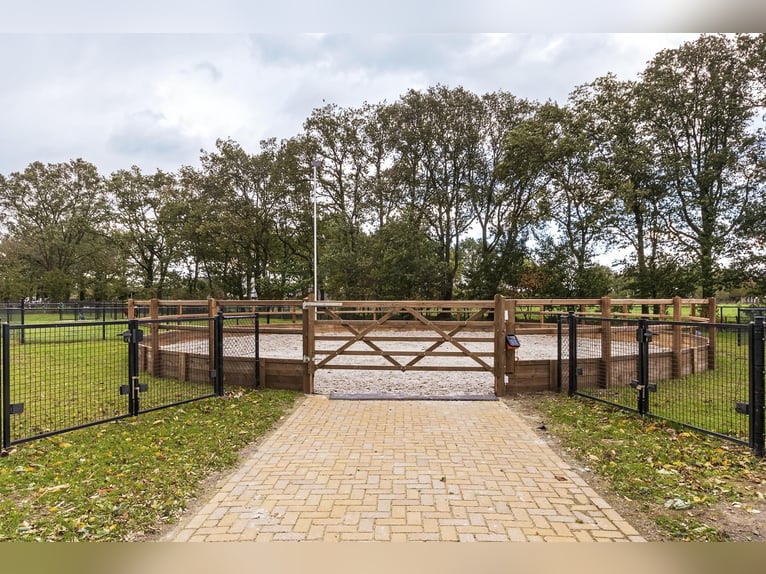 Luxury detached home with office outbuilding, wellness pool, gym & stables for 4 horses