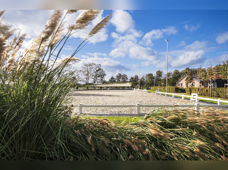 Luxury detached home with office outbuilding, wellness pool, gym & stables for 4 horses