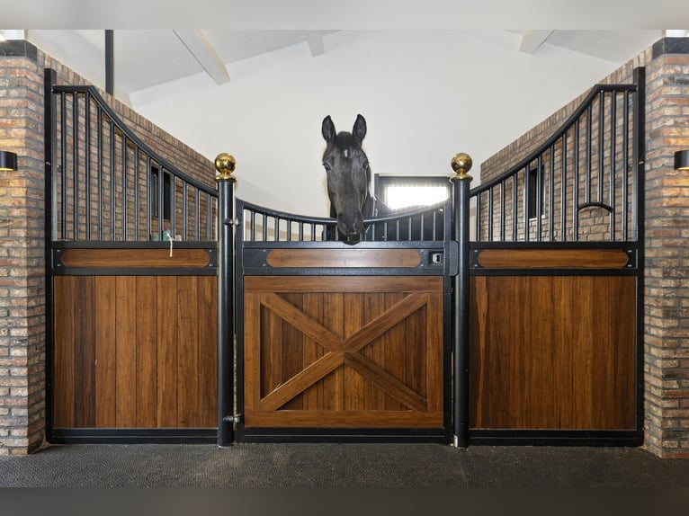 Luxury detached home with office outbuilding, wellness pool, gym & stables for 4 horses